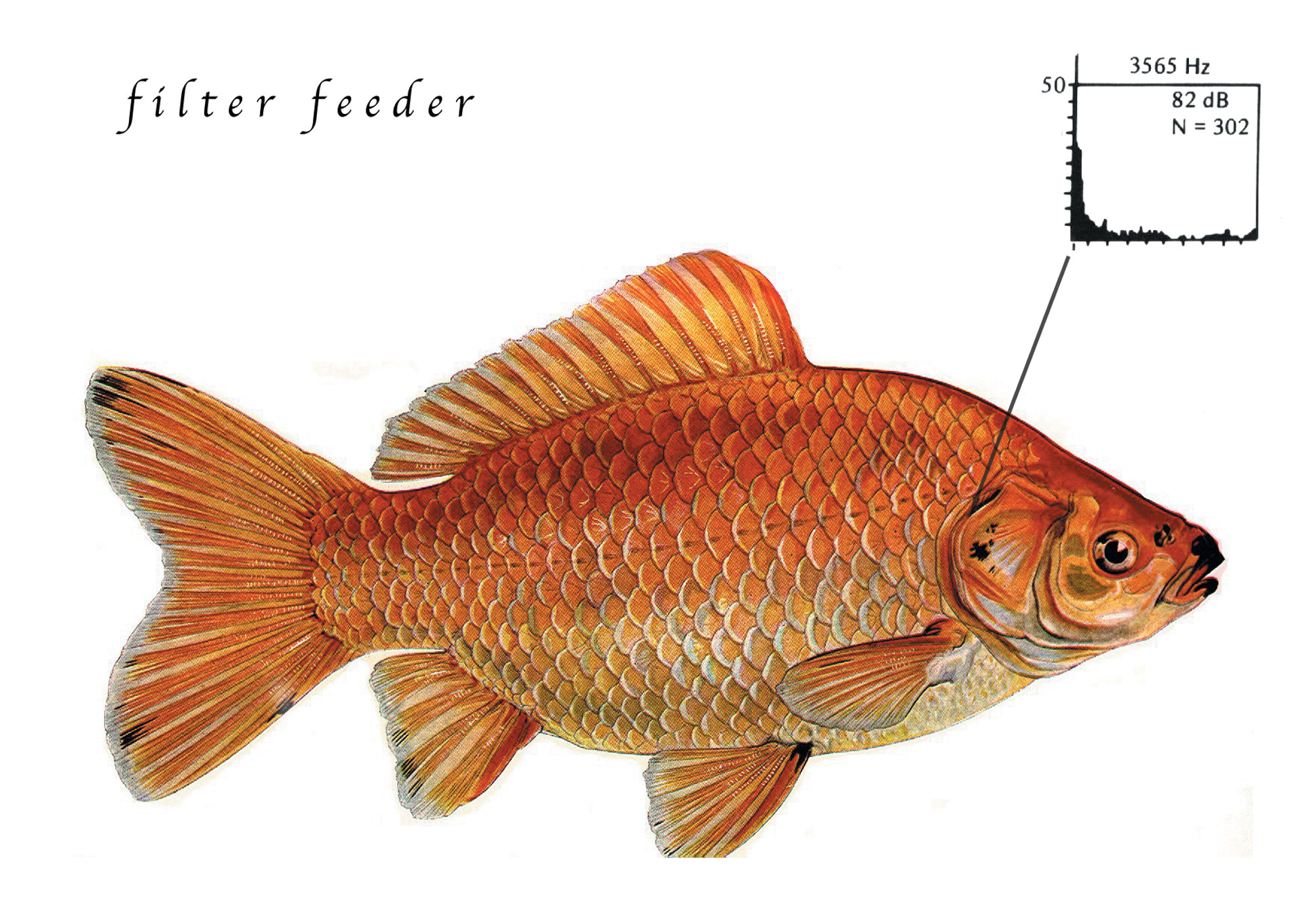 FilterFeeder